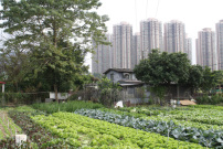 Ma Shi Po Village Hongkong 