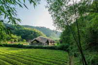 Taiyang Organic Farming Commune in Lin´an, Zhejiang Province, Chen Haoru 