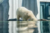 Eisbren leiden besonders unter dem Klimawandel. Hier ein Exemplar aus dem Zoo.  