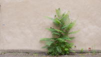 Eine grne Gentrifizierung: Die chinesische Pflanze Ailanthus Altissima findet sich auch in Berlin wieder und eignet sich den Stadtraum an. Filmstill aus Natura Urbana. 