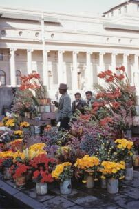 City hall & flowers, Johannesburg, 1950er